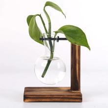 Load image into Gallery viewer, Hydroponic Plant Terrarium Vasevase Decoration Home Glass Bottle Hydroponic Desktop Decoration Office Green Plant Small Potted
